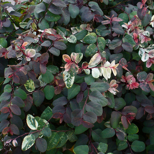 Japanese Snow Bush, Breynia disticha 'Roseopicta'